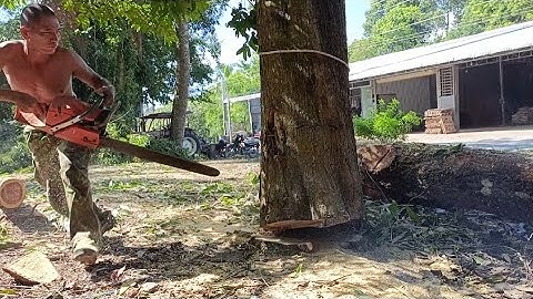 Cưa cây tràm bông vàng siêu khủng , Ở gần chợ lương phi .Cưa cây kỹ thuật cao