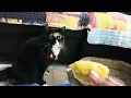 1st time eating Durians!! - Cat Test