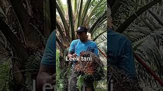 Calon Artis Babon Dah Pada Muncul.sawit Tn 1 ..