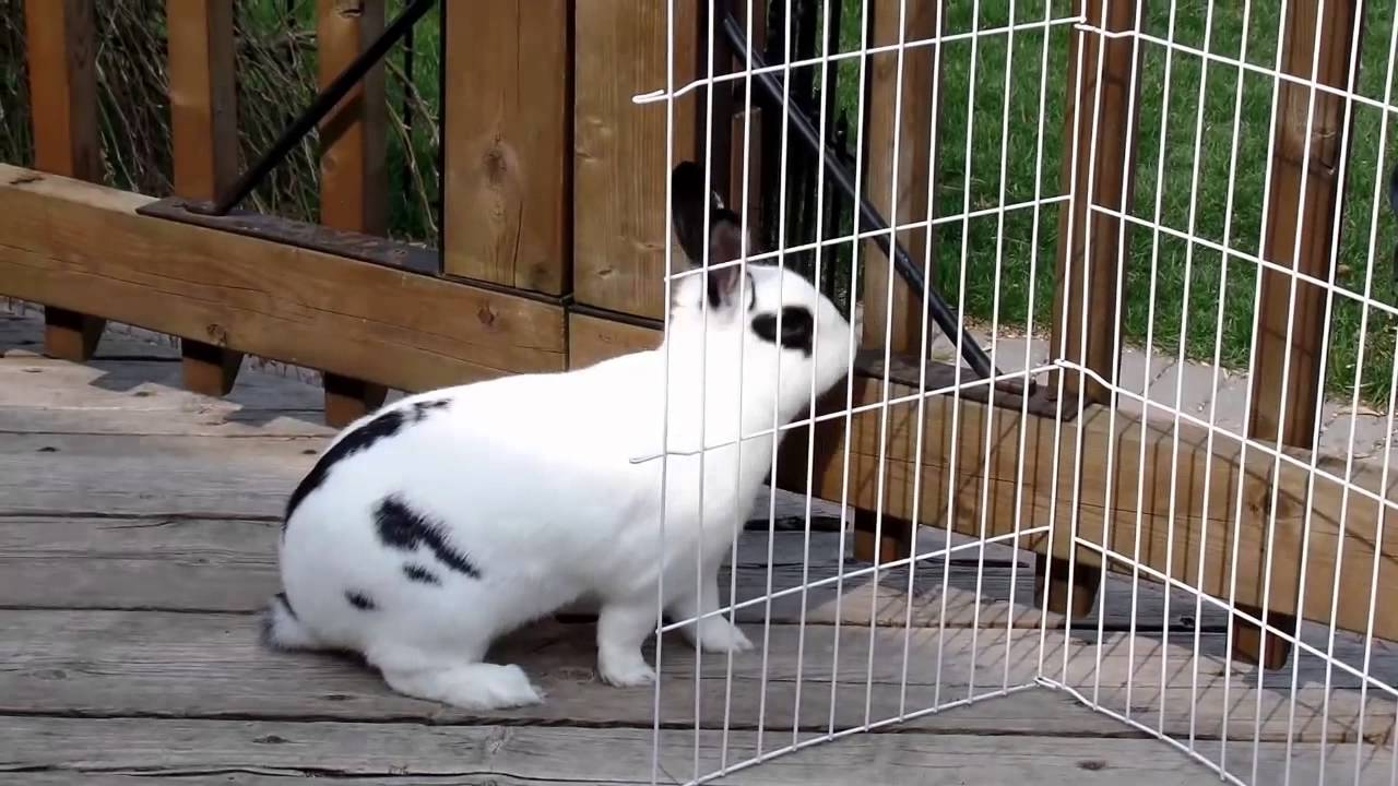 Rabbits Daisy and Clovers first time outside this year 2015 | Rabbits