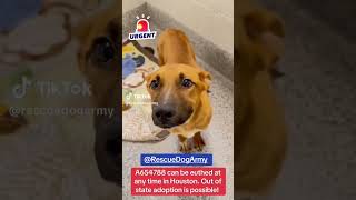 URGENT! OUT OF STATE ADOPTION IS POSSIBLE! #fosteringsaveslives #pets #shelterdog #dogs