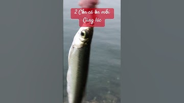 Cá mương ăn mồi gan gà cùng lúc cả 2 Cần ở sông đà #shorts
