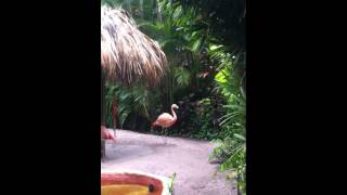 Crazy Flamingo