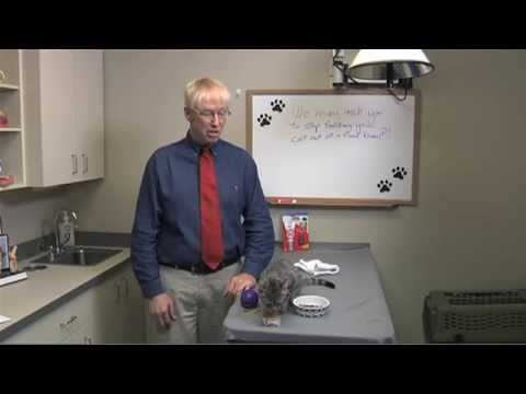 Recipes > Pets > How To make Bland Diet For Finicky Felines