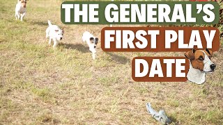 The General's First "Play Date" (Jack Russell Training)