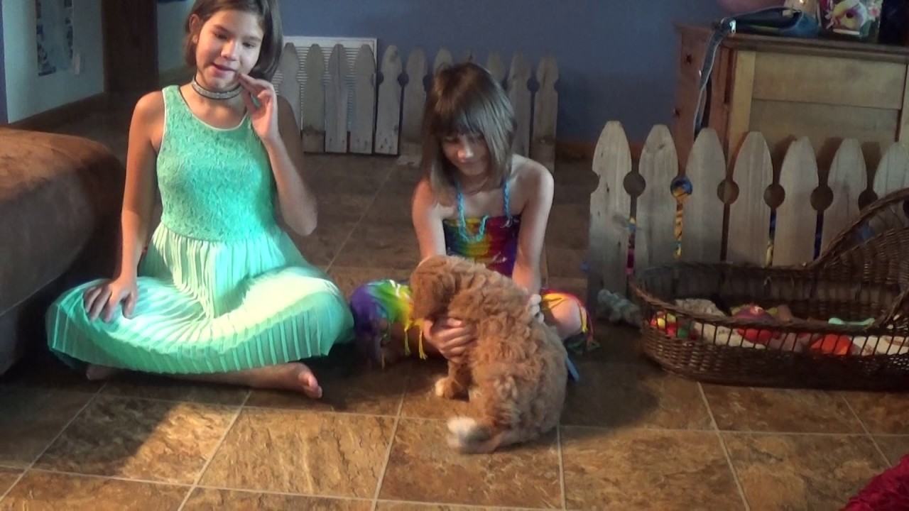 Wiggles female cavapoo doodle معنى