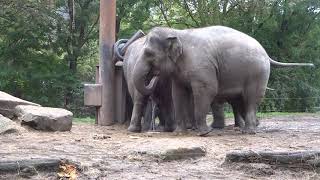 Onrust bij de kudde olifanten