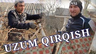 картинка: Uzum qirqish, Узум қирқиш
