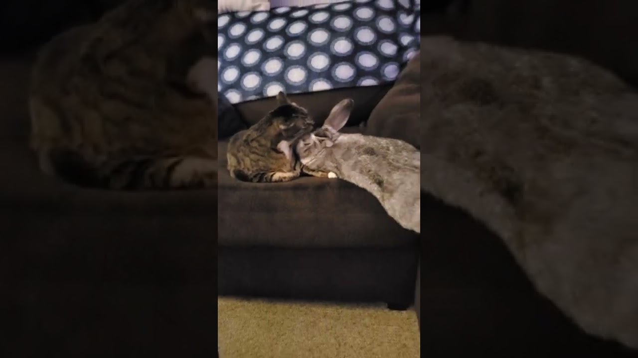 Bunny 🐰 Cat 🐈 LOVE ❤️