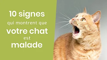 Quels sont les signes d'un chat qui souffre