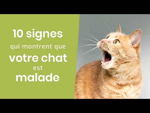 Vidéo: Les chats peuvent-ils manger des crevettes?