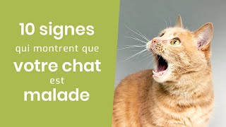 10 SIGNES QUI MONTRENT QUE VOTRE CHAT EST MALADE