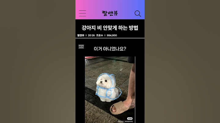 강아지 비 안맞게 하는 방법