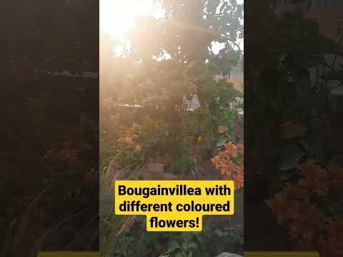 Hello Spring Bougainvillea with different colors #naturewalk #shortsvideos #shortvideo