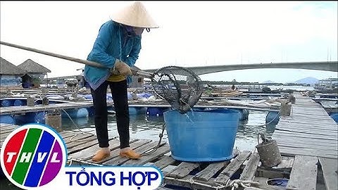 THVL | Cá chết hàng loạt trên sông Chà Và tại Bà Rịa - Vũng Tàu do nhiễm ký sinh trùng