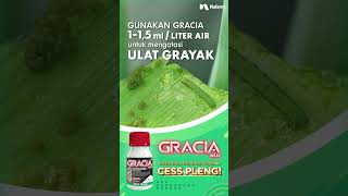 GRACIA 103 EC, INSEKTISIDA GENERASI TERBARU CESS PLENG BASMI ULAT shorts nufarm