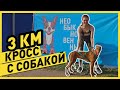 БЕГ С СОБАКОЙ | Бежим каникросс 3 км с моей собакой (🥵 без подготовки!)... это вам не хаски 😅