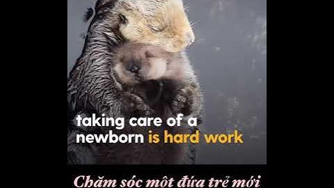 Rái cá và những điều đáng yêu