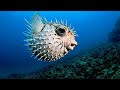 Shangazwa Na Viumbe Wa Ajabu Chini Ya Bahari Most Wonderful Creatures Found In Ocean Base