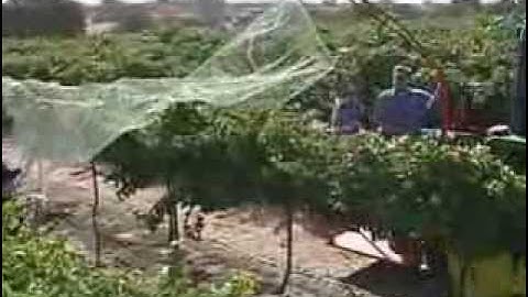 How To Do Bird Netting Right With Plantra