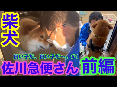 前編【柴犬】佐川急便さん、良い子だ良い子だ 1