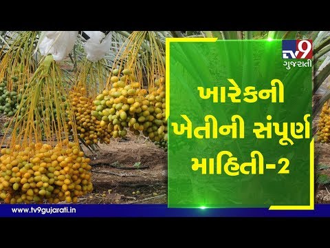 Dates Farming: Perfect season for farming, right way to plant seeds &answer of all related questions