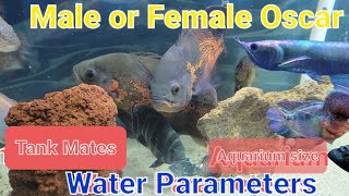 How to identify male / female Oscar fish, tank mates & facts #oscarfish