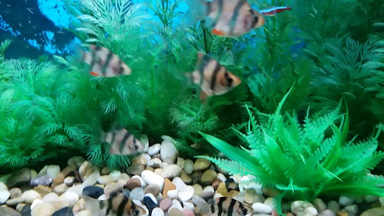 Dwarf gourami with tiger barbs Clearance