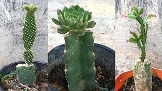 Try pairing dragon fruit and rock lotus Cactus transplant