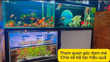 Cách Làm Lọc Hồ Cá Koi + Chép Sư Tử + Ranchu Nước Siêu Trong - Đơn Giản Mà Hiệu Quả Cao.