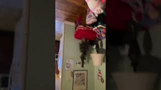 Untitled video