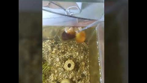 Ốc táo  và cách cho ăn