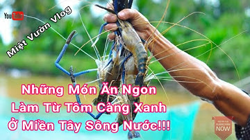Tôm Càng Xanh Và Những Món Ngon Làm Từ Tôm Càng Xanh | Miệt Vườn Vlog