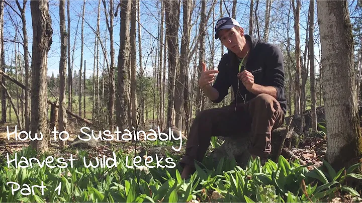 Wild Leeks, Sustainable Wild Foraging Techniques & Where to Find Ramps -  Foraging for Food part 1 - DayDayNews