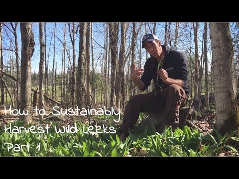 Wild Leeks, Sustainable Wild Foraging Techniques & Where to Find Ramps -  Foraging for Food part 1