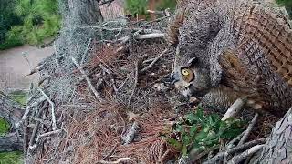 Great Horned Owls protects owlets from Bald Eagle  02 16