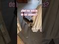 Este gato buscaba a su amigo… y encontró ALGO imposible