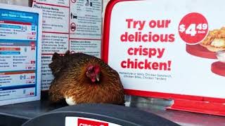 Key West Chicken Lays Egg On Gas Pump!