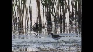 Găinușa de apă - Common moorhen (Gallinula chloropus)