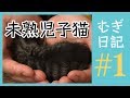 生後2週間で100g、保護された子猫を引き取ったら未熟児だったの巻。#むぎ日記 ①