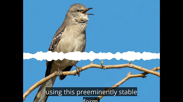 Timothy Steele - Mockingbird