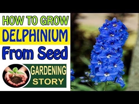 Video: Penanaman Delphinium - Cara Menanam Bunga Delphinium