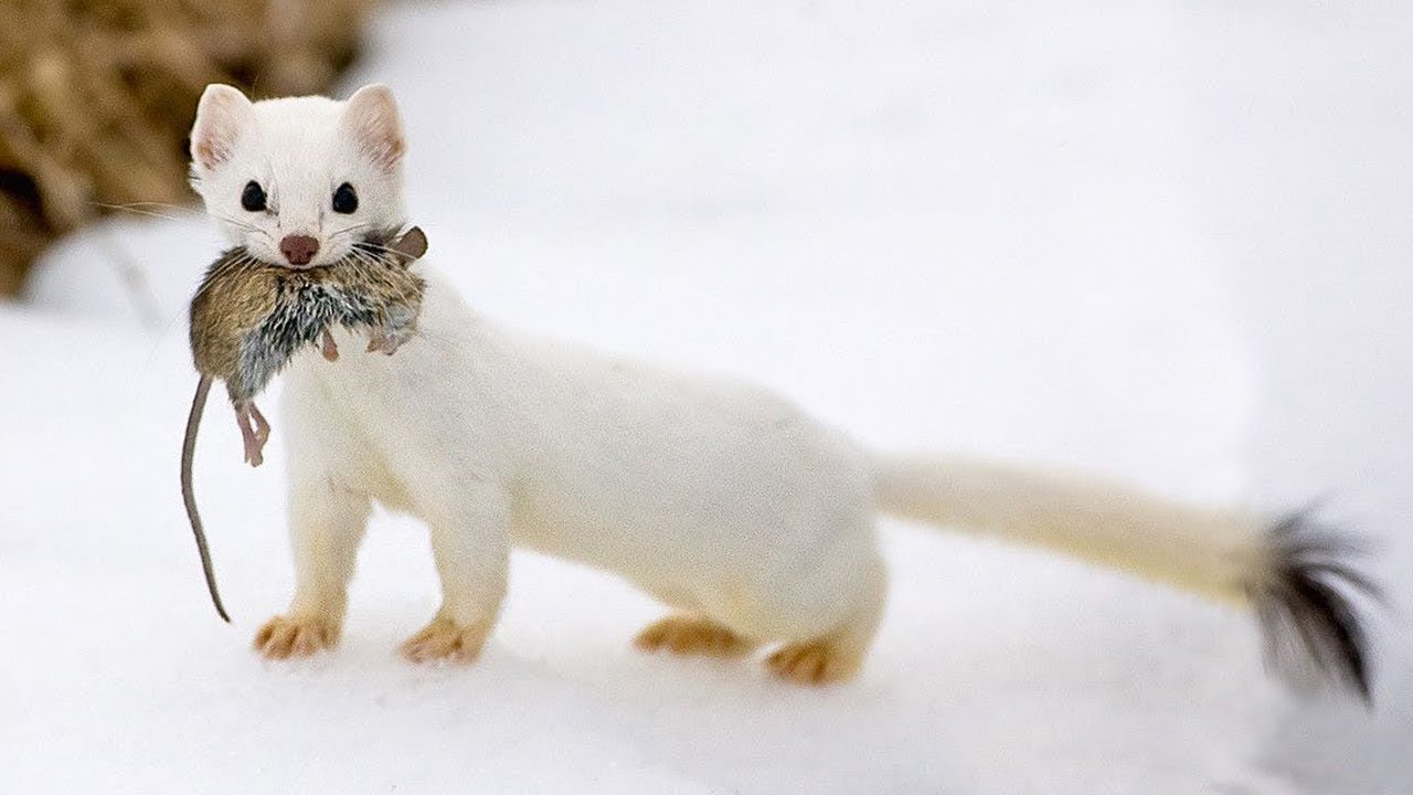 El armiño es un ¡intrépido acróbata y un cazador de conejos! Hechos interesantes sobre los armiños