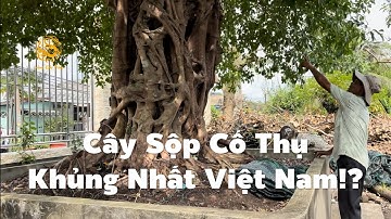 Xuất hiện cây Sộp cổ thụ trong vườn Tùng khủng nhất Việt Nam ở Tiền Giang|Vùng Đất Rồng 
