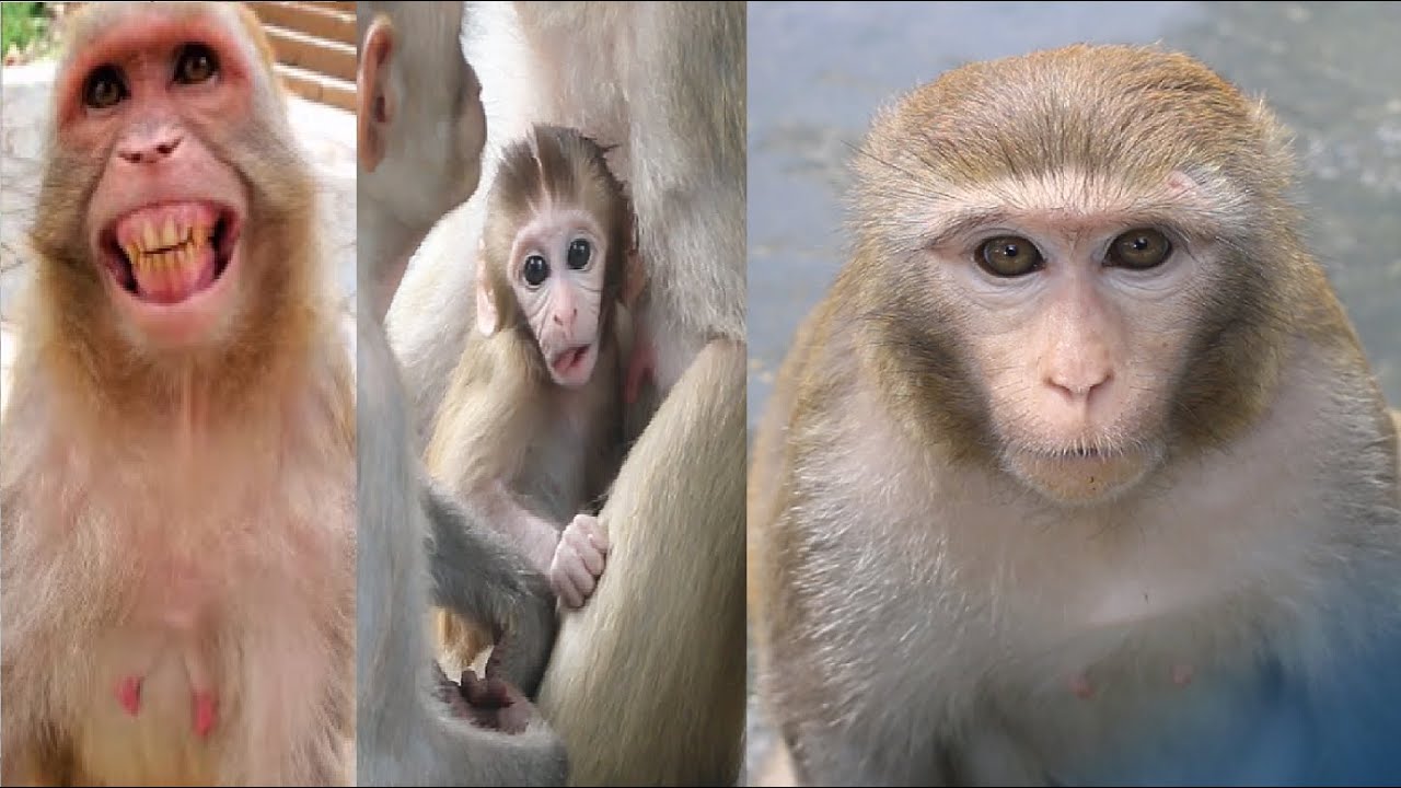 Monkey BiBi Sees A Magic Trick Monkey Funny Scene How To Make Fun