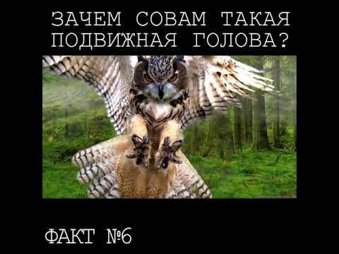 #6 Зачем совам так поворачивать голову? Лаборатория фактов.