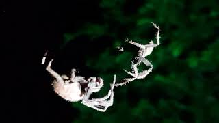 When Spider Mating Goes Wrong. Part 1Of4- Eriophora Sp Garden Orb Weaver