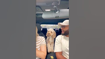 Dog slaps mommy in the face… 😳😳 #dogs #viral #tiktok #doglover