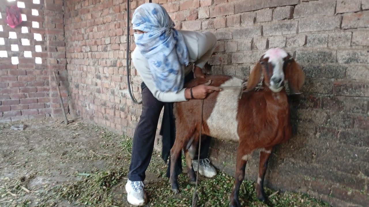 Today very romantic Moments with Goat in room😃😘🤭🤫