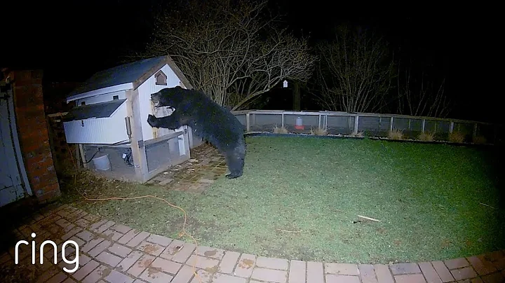 This Bear Messed with the Wrong Chicken Coop | Rin...